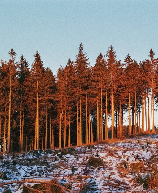 Travel eSIM for Vietnam