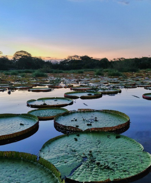 Travel eSIM for Guyana